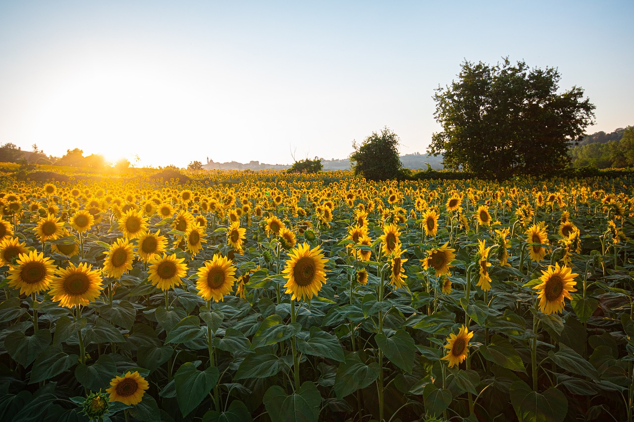 How to Use Depth of Field to Enhance Your Travel Photos